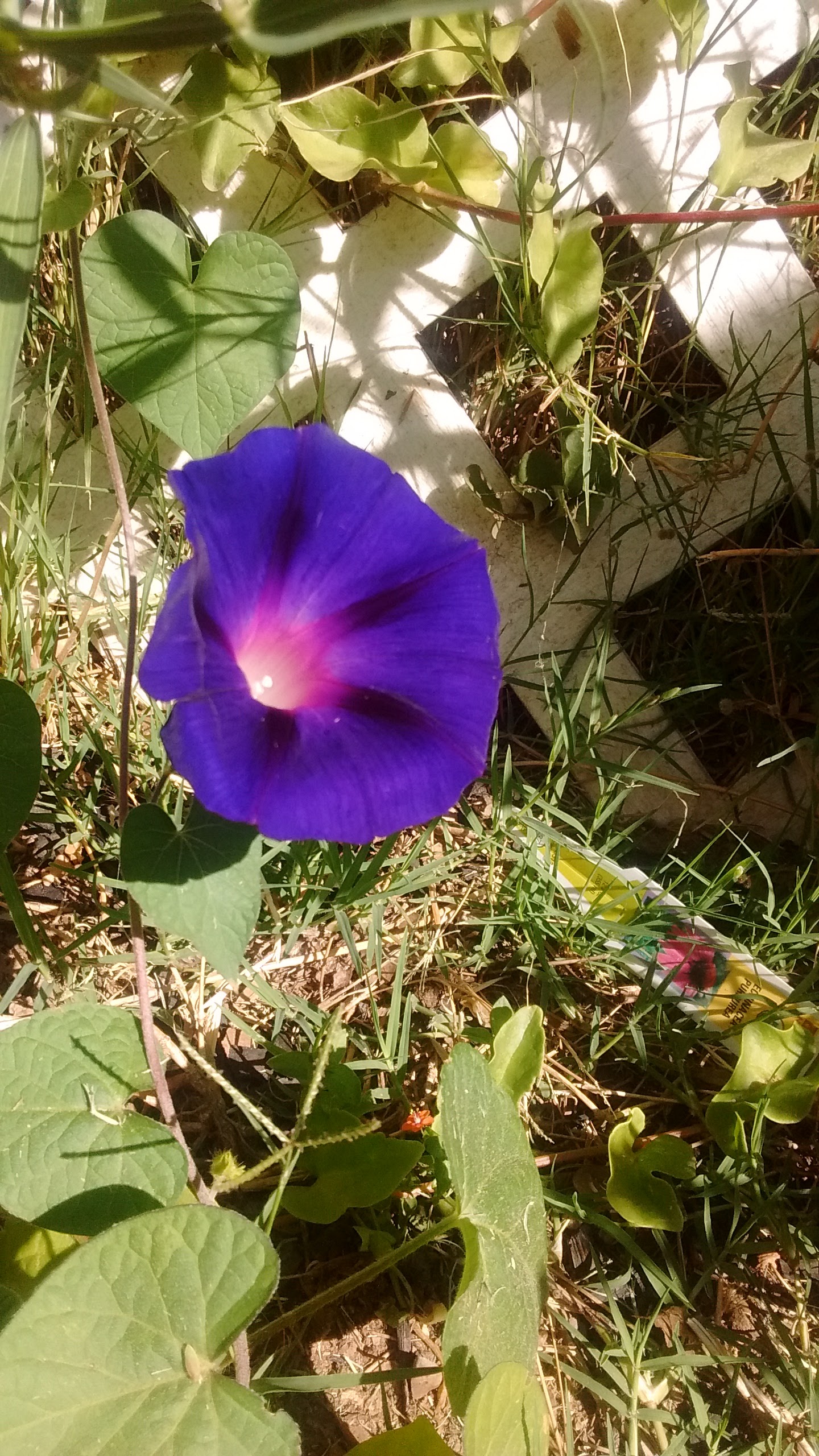the ripening….