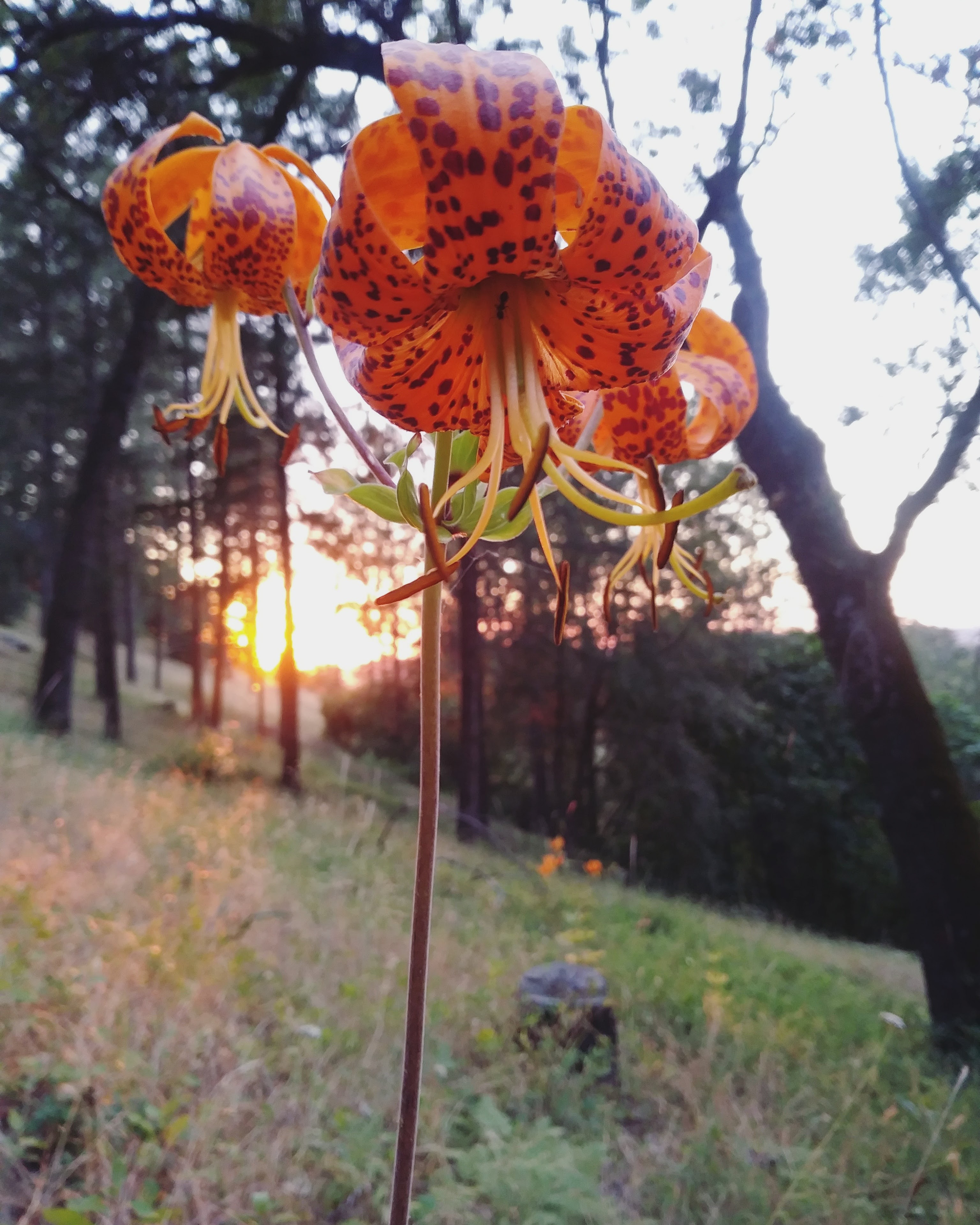 Humboldt Lily; Primally Intuitive